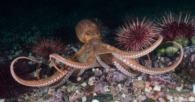 Octopus can tear up ... sharks