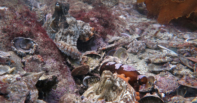 'Octopus city' under the sea floor of Australia