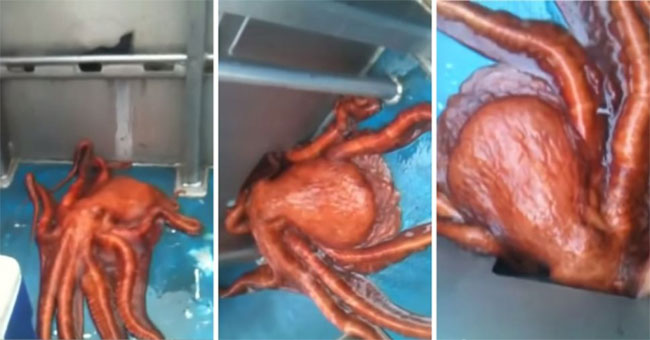 Octopus crawls through the tiny hole escaping from the boat
