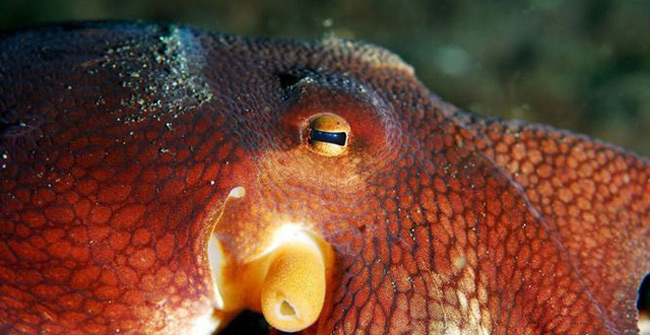 Octopus drinking ecstasy has a human-like reaction