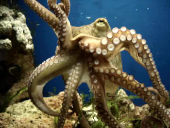 Octopus has both hands and feet