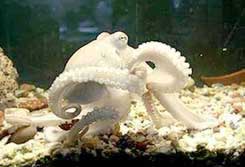 Octopus has 'elbow'