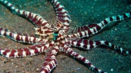 Octopus 'impersonates' flatfish to survive