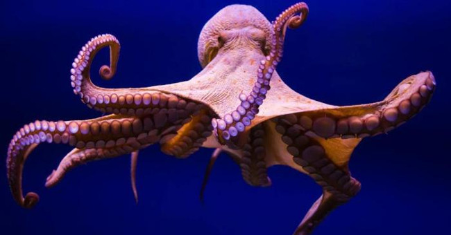 Octopus is a hybrid of an alien creature?