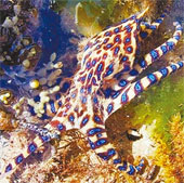 Octopus is more poisonous than cobras that wash up on the coast
