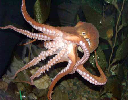 Octopus is smarter than we thought