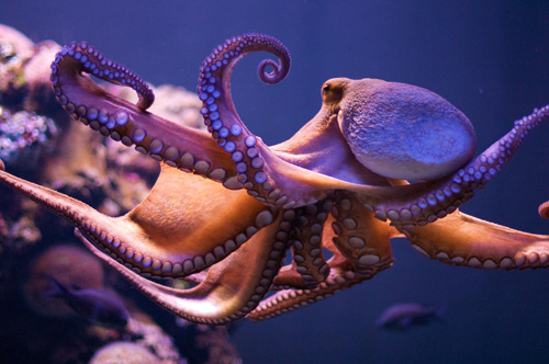 Octopus 'look' with leather