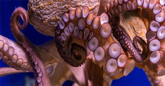 Octopus - one of the smart species does not use the brain