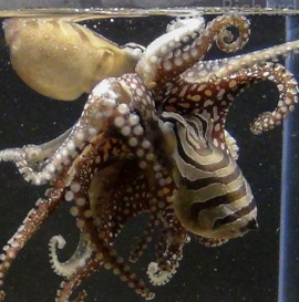 Octopus species have an odd sex life