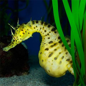 Oddly pregnant dads in seahorses