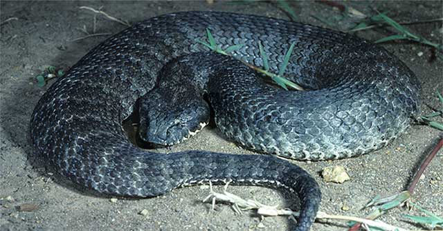 Oddly, the poisonous snakes lie only as bait