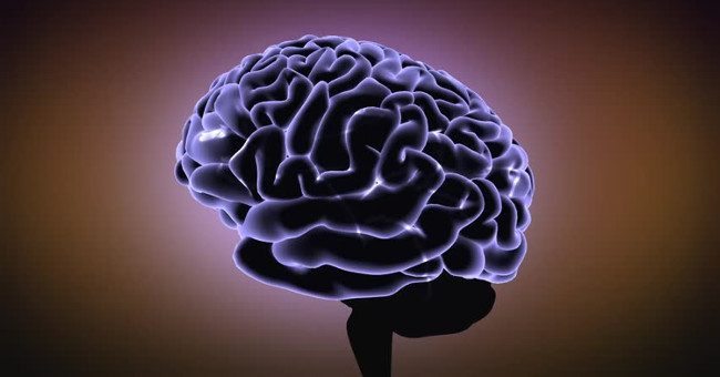 Oestrogen makes the female brain bigger?