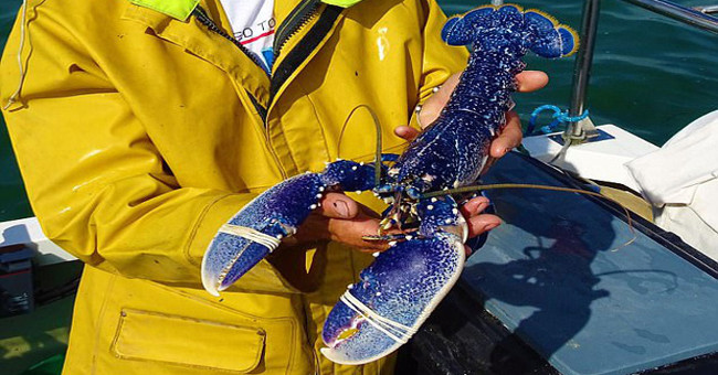 Of the 2 million shrimp, 1 blue lobster was found