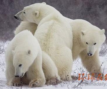 Offer to put polar bears on the list of endangered