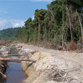 Oil palm plantations pose a threat to water quality