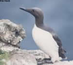 Oil spill and climate change increase the mortality rate of seabirds in the UK
