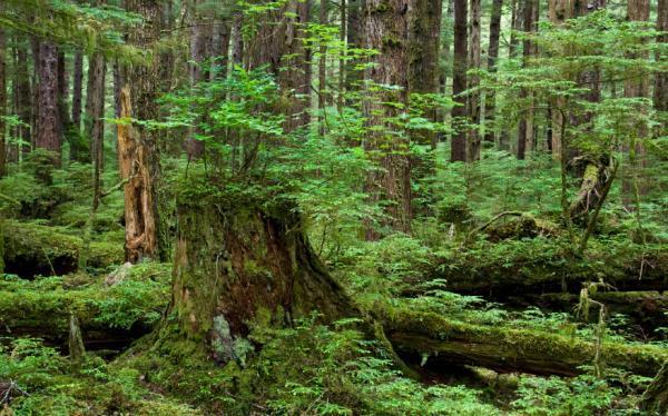 Old forest is an important carbon sink
