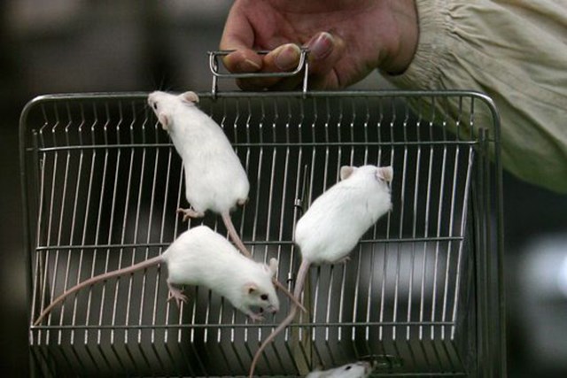 Old rats get bones by injecting blood from young mice