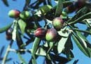 Olive oil can prevent cancer