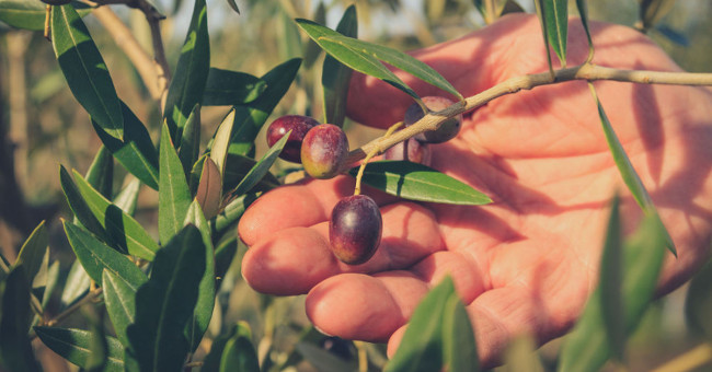 Olive seeds that have carbonized can be used in construction