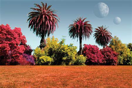 On other planets, plants may be red or yellow