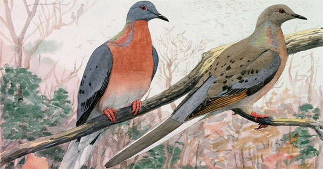 Once the ruler of the sky, why did the passenger pigeon disappear in silence?
