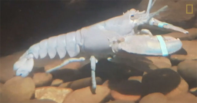 One hundred million cotton candy lobster has one