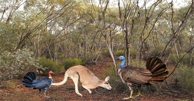 One meter high flying chicken once lived in Australia
