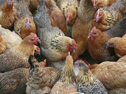 One more Chinese person died of bird flu