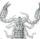 One more scorpion was discovered in Vietnam