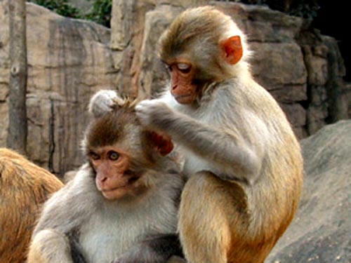 One more step: Cloning of primates