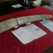 One person in Gia Lai owned ivory for more than 19,000 years
