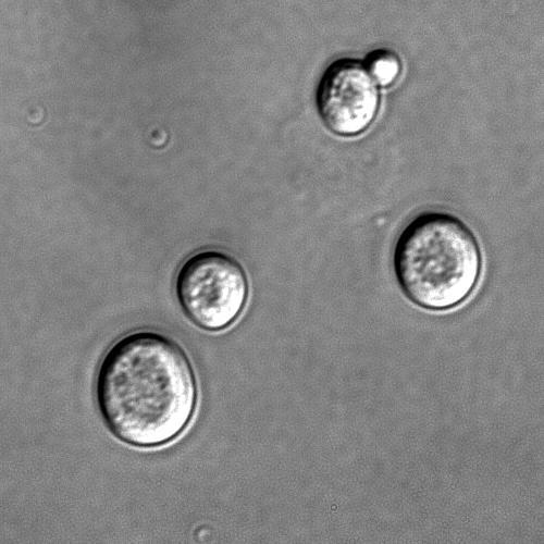 One step closer to artificial life