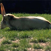 One-fifth of animals are at risk of extinction