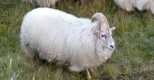 One-horned sheep escapes the slaughterhouse because of the unicorn