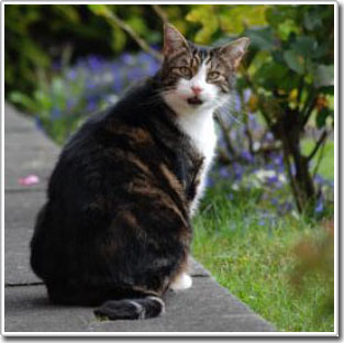 One-third of American dogs and cats are obese