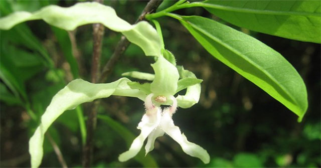 One-third of tropical flora in Africa is at risk of extinction