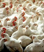 Only 14 provinces have avian influenza