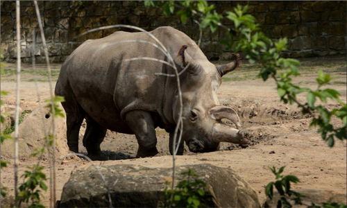 Only 4 white rhinos remain on Earth