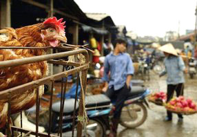 Only 88 communes still have bird flu