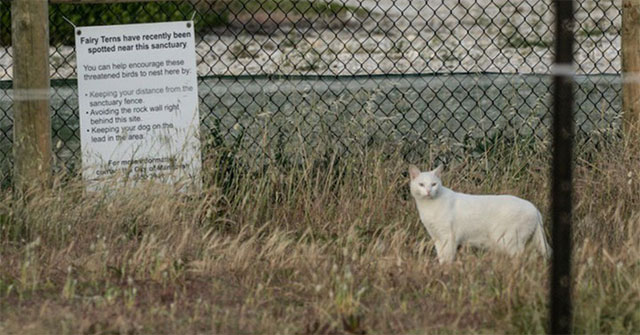 Only a single castrated cat can massacre the entire ecosystem