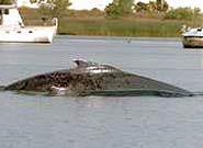 Open music to save whales