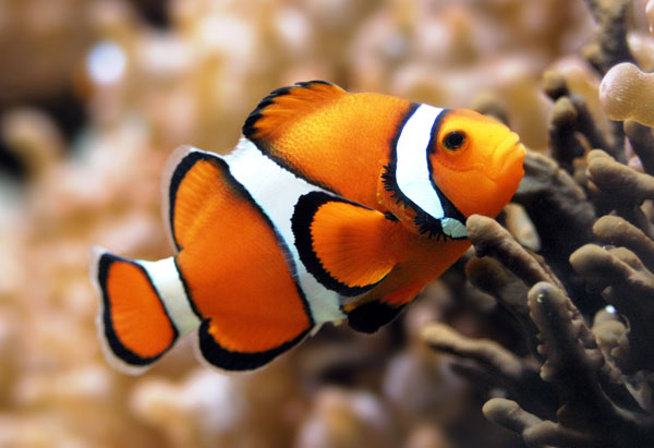 Orange clownfish are about to become extinct