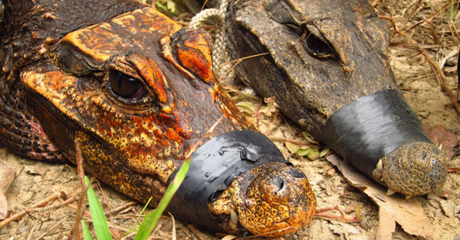 Orange mutant crocodile specializes in hunting bats in the cave