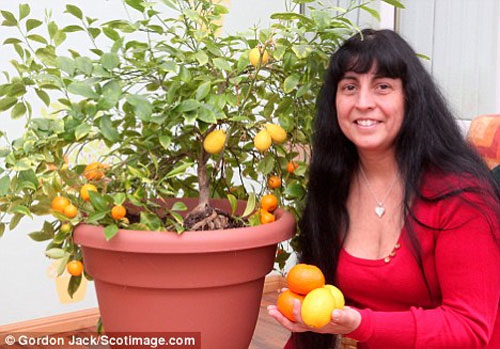 Orange tree ... lemon