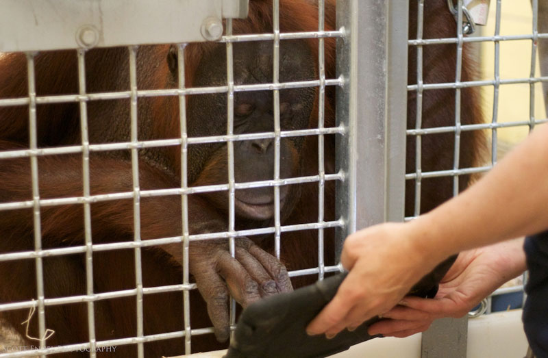 Orangutan uses iPad