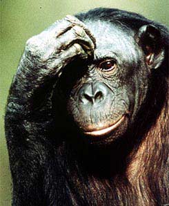 Orangutans and chimpanzees are far away