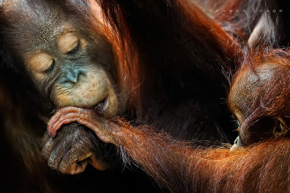 Orangutans are stressed by tourists