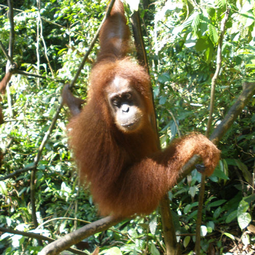 Orangutans climbed the mountain, crossed the river because of love