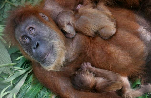 Orangutans escape blind thanks to surgery